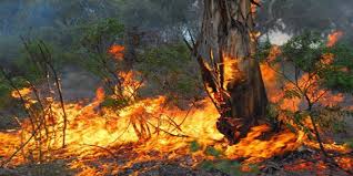 Incendi boschivi, dal 24 luglio scatta lo stato di grave pericolosità foto 