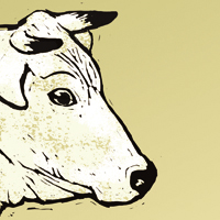 Vacca Bianca Modenese... Una storia di razza